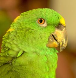 Close-up of parrot