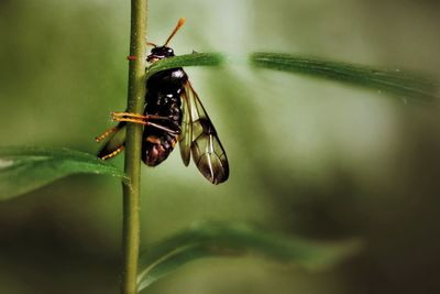 Close-up of insect on plant