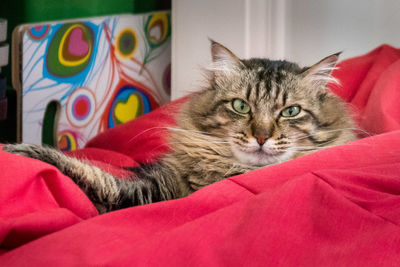 Portrait of maine coon cat resting in red blanket