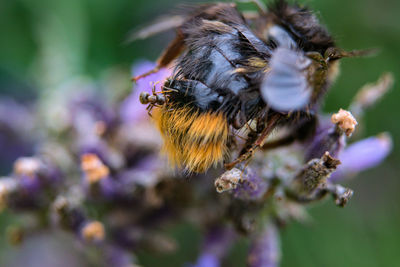 Close-up of bee pollinating on flower