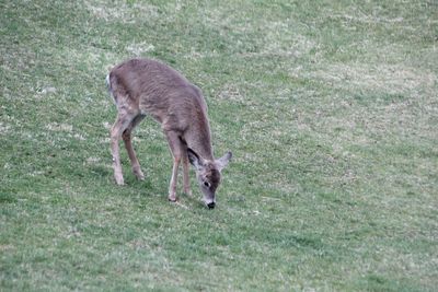 View of a horse grazing in field