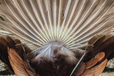 Close-up of a bird