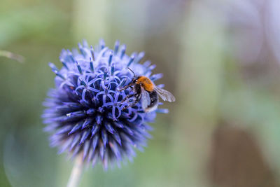 Close-up of bee on purple flower