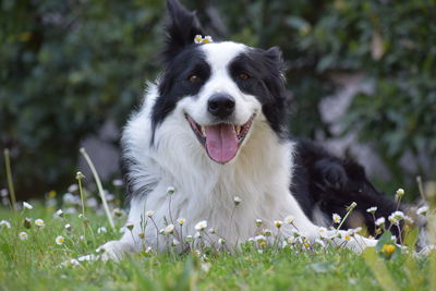 Portrait of dog on field