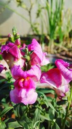 Close-up of pink rose flower