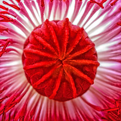 Full frame shot of red flower