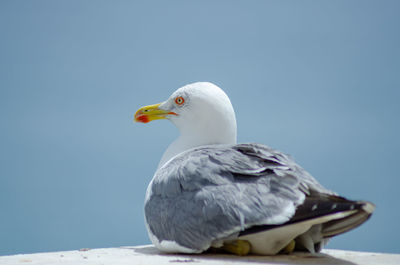 Close-up of seagull