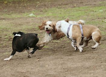 Dogs running on field