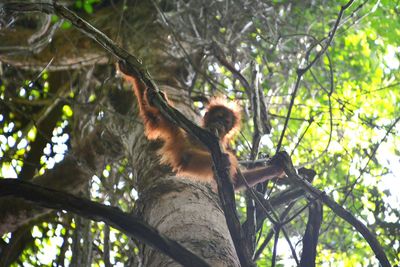 Low angle view of orangutan on tree