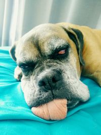 Close-up of dog sleeping on sofa