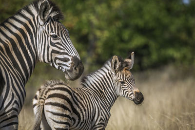 Zebras in a field