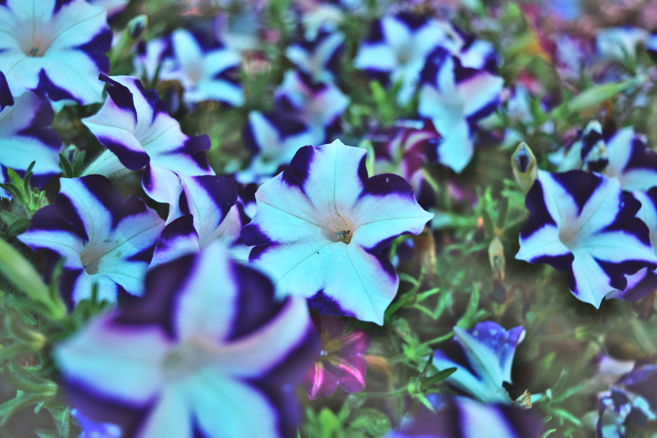 HIGH ANGLE VIEW OF BLUE FLOWERING PLANTS