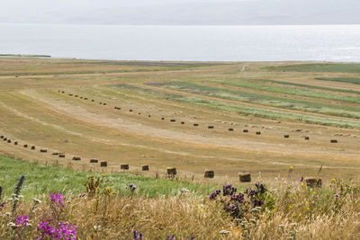 Scenic view of field against sky