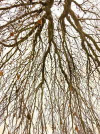 Low angle view of tree against sky