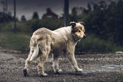 Lion on field