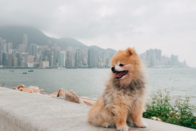 View of dog looking at cityscape against sky