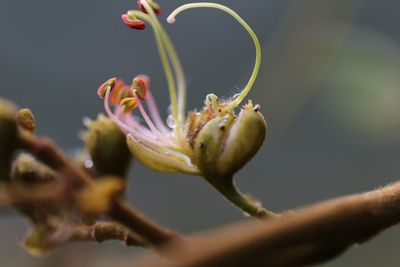 Close-up of flower against blurred background