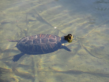 High angle view of turtle swimming in water