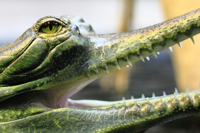 Close-up of lizard