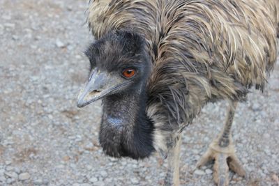 Close-up of a bird looking away