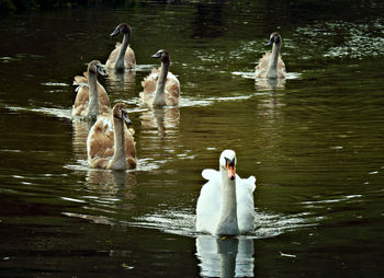Swans swimming in lake