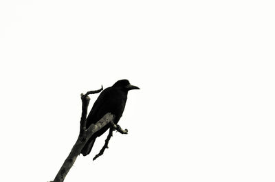 Low angle view of bird perching on branch against clear sky