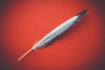 High angle view of feather against red background