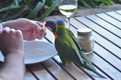 Close-up of hand holding bird in glass