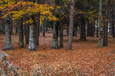 Trees in forest during autumn