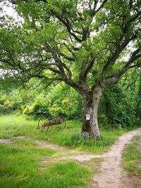 Road amidst trees on field