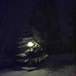 Close-up of illuminated trees during winter at night