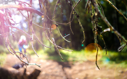 Close-up of tree branch