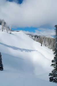 Snow covered pine trees against sky