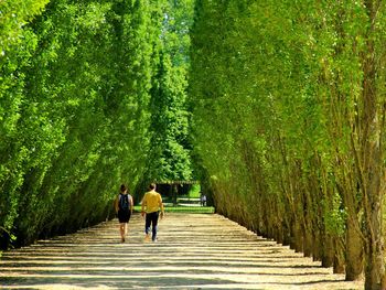 Rear view of couple walking on road amidst trees at park