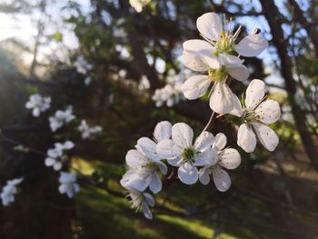 Close-up of apple blossoms in spring