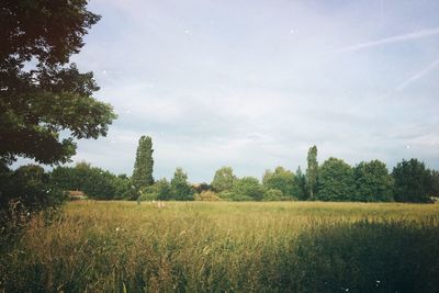 Trees on grassy field