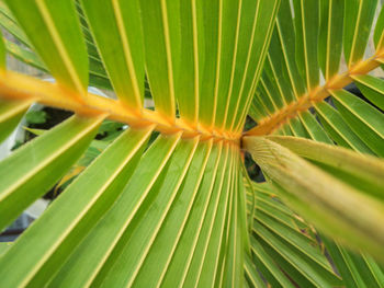 Close-up of palm tree leaves