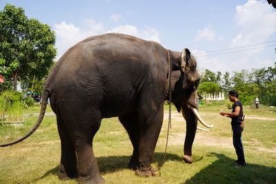 Side view of elephant standing on field against sky