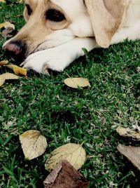 Close-up of dog resting on grassy field