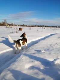 Dogs walking on snow covered field