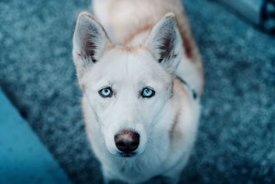 High angle portrait of dog