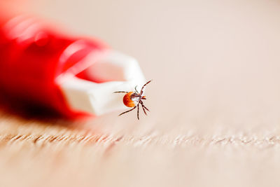 Close-up of insect on finger