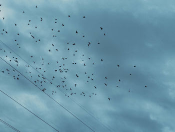 Low angle view of birds flying in sky