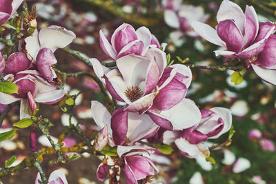 Close-up of pink cherry blossoms