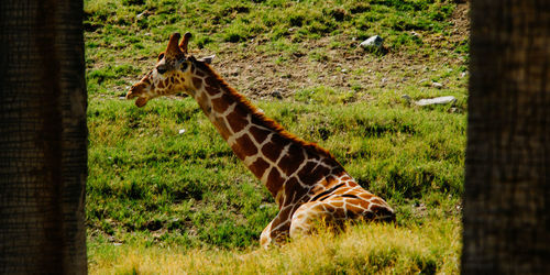 Giraffe in a field