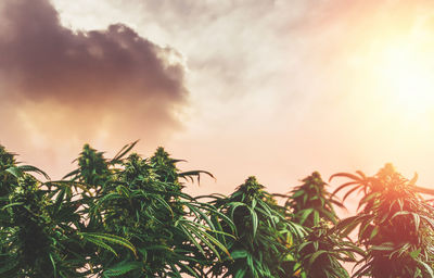 Close-up of plants growing on field against sky at sunset