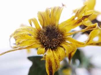 Close-up of yellow flower