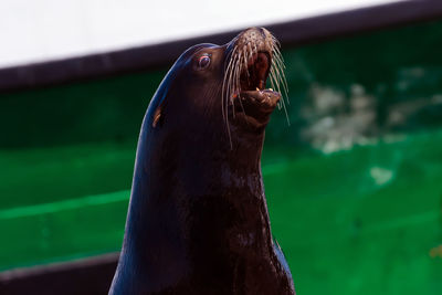 Close-up of sea lion