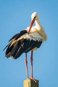 Low angle view of bird perching on wooden post against clear sky