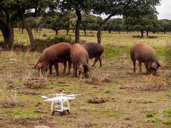 Horses grazing in a field